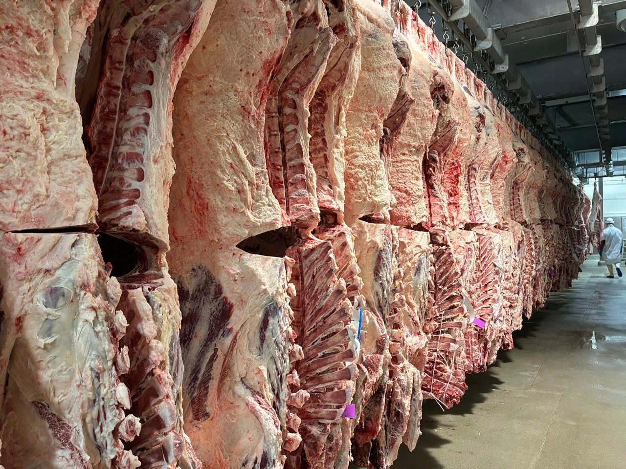 Nguồn cung thịt bò dạng thân và mảnh